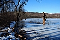 Lago Piccolo di Avigliana ghiacciato_050